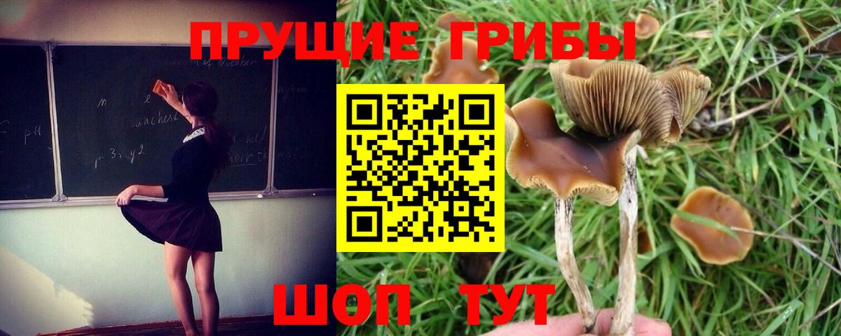 Камышин  Псилоцибиновые грибы мицелий  Вход с VPN  купить наркоту  Галлюциногенные грибы MAGIC MUSHROOMS 
