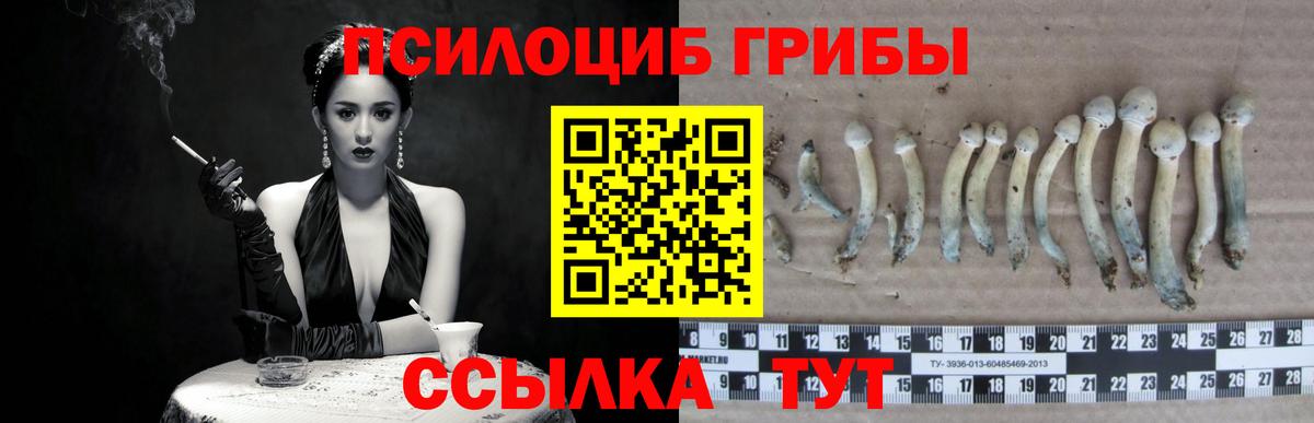 Псилоцибиновые грибы Psilocybine cubensis Камышин